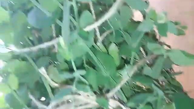 Горох на подоконнике// городогород//сад смотреть онлайн
