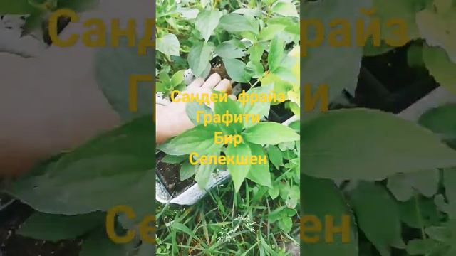 Большие гортензии, продаю Болл, Форевер, Белый медведь, Селекшен, Сладкий сон, Ванила фрайз 600р смотреть онлайн