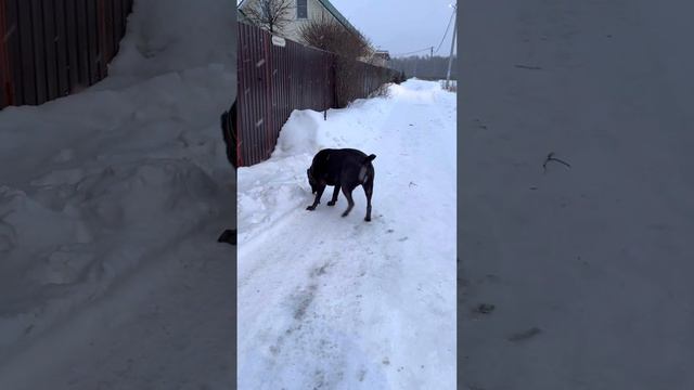 Тор🥰🥰🥰#tttt #cane #canecorso #канекорсо #canecorsoitaliano #канекорсоитальяно #кане смотреть онлайн