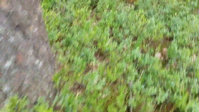 нашёл много черники смотреть онлайн