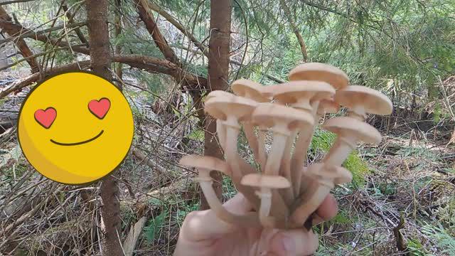 Закрываем грибной сезон 2024: что же мы найдем? - Снимаем видео в лесу вместе с сыном смотреть онлайн