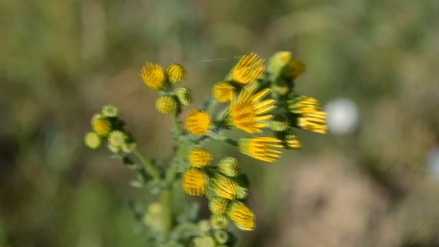 Nikon D5100 18-55 VR video test - видео тест смотреть онлайн