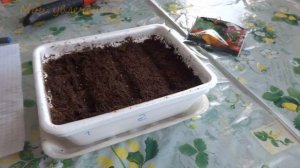 Клубника ремонтантная F1. Посев и всходы