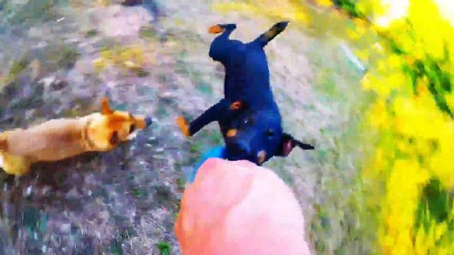 Gopro vs Ягдтерьер Арни смотреть онлайн