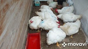 Кормление бройлеров при выращивание в домашних условиях. Как давать дрожжи бройлерам.