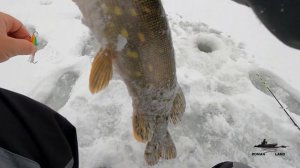 Ловля ЩУКИ на БАЛАНСИР по Первому Льду ! Зимняя Рыбалка на ХИЩНИКА !