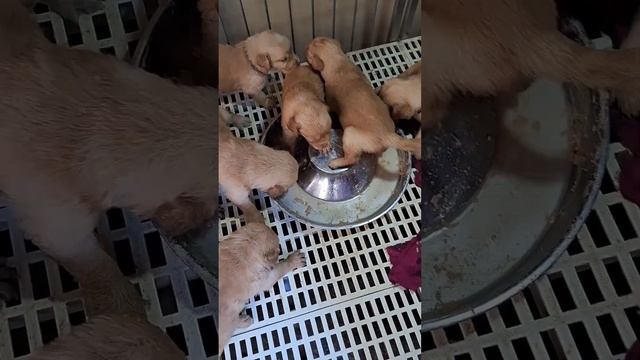 HOW MANY DAYS A PUPPY CAN EAT SOFT FOOD? | HOW TO FEED YOUR PUPPY A ROYAL CANIN STARTER MOUSSE? смотреть онлайн