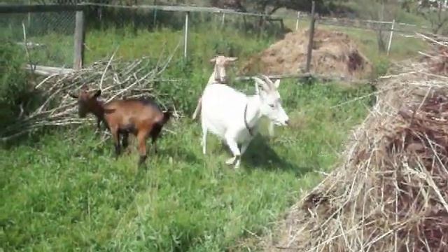 У коз охота - гермафродиты в помощниках . смотреть онлайн