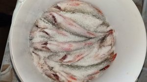 Как вялить рыбу в сушилка