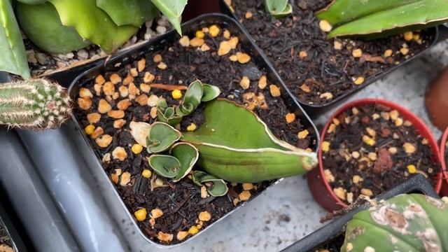 SANSEVIERIA ‘SAMURAI’ - Growing Update from Leaves Cuttings | jun23 смотреть онлайн
