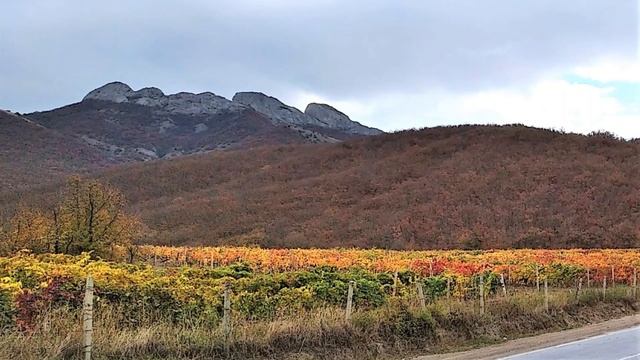 Красота крымских виноградников. Судак, Дачное сегодня 25 октября 2021 смотреть онлайн