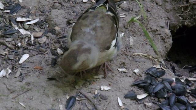 Самец и самка зяблика смотреть онлайн