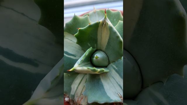 Agave Isthmensis смотреть онлайн