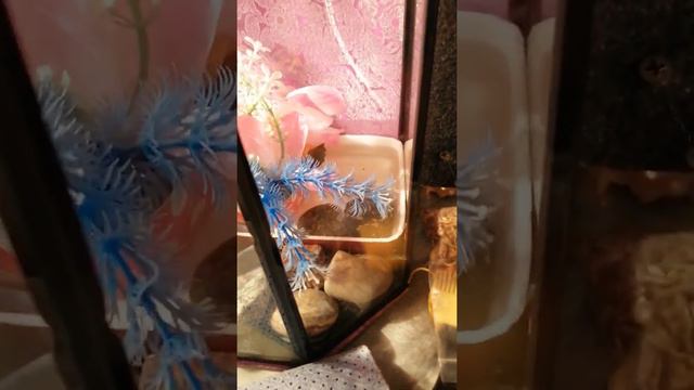 Прыткие ящерицы содержание смотреть онлайн