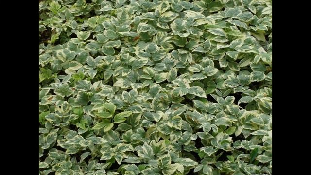 СНЫТЬ (AEGOPODIUM) сем. Зонтичные смотреть онлайн