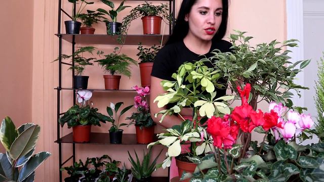 Plant HAUL | HUGE Houseplants Shopping | Wishlist Plant Haul