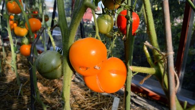 Самый вкусный СОРТ биф томатов. Раннеспелый и устойчивый ко всем болезням. Томат Ананас Бильбао! смотреть онлайн