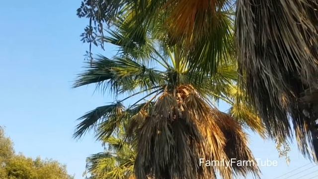 ЛЕВ. Конный гороскоп. ЛОШАДЬ по зодиаку ЛЕВ ! смотреть онлайн