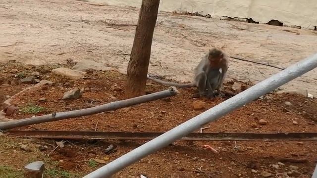 Обезьяны-мамы и дети. Тируччираппалли, Индия / Monkeys-moms and kids. Tiruchchirappalli, India смотреть онлайн