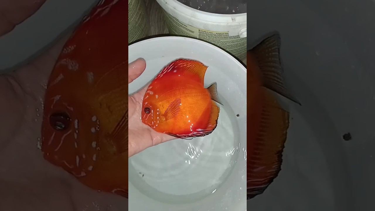 Отправка Дискусов в Мариуполь #aquarium #shorts #аквариумныерыбки #discus смотреть онлайн