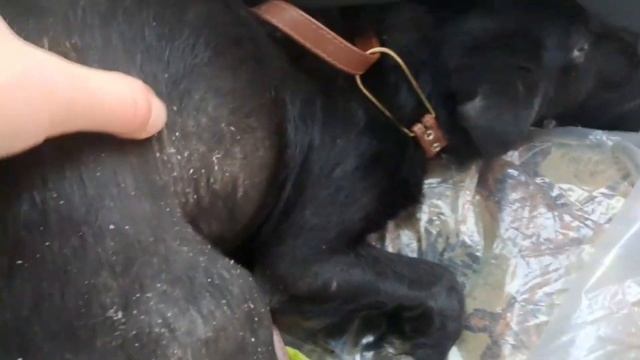 Ларс ... нам удалось забрать щенка с улицы смотреть онлайн