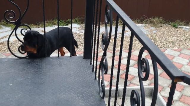 Как Прада и Лектор зовут гулять Джоржа #ротвейлер #чихуахуа смотреть онлайн