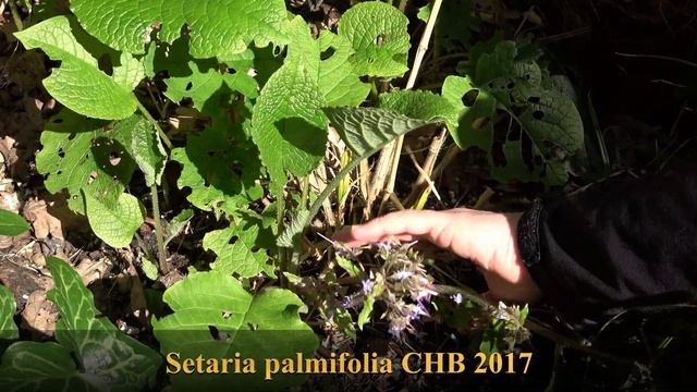 Frost Damage and Plant Updates (Brassaiopsis, Tetrapanax, Setaria) смотреть онлайн