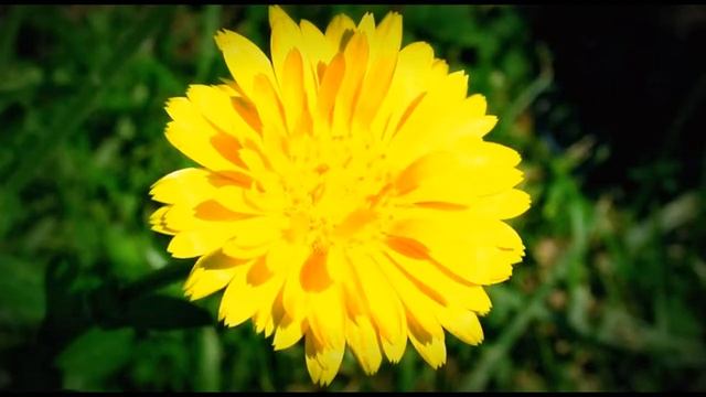 VLOG: Цветы моей бабушки смотреть онлайн