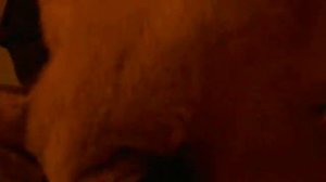 Кот, который говорит «Ма-ма»