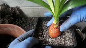 ГИППЕАСТРУМЫ. Пересадка луковиц после реанимации.  Как правильно поливать?!