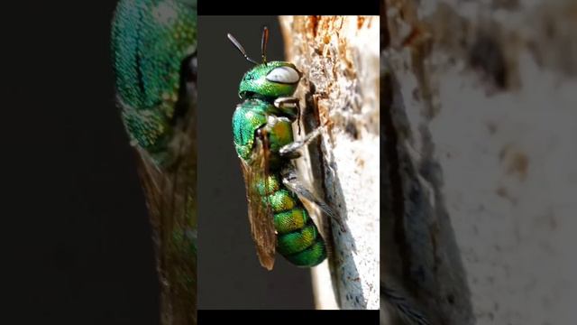 Macro photography | wasp | bee | flies | dragon fly смотреть онлайн