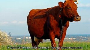 Красная степная порода коров