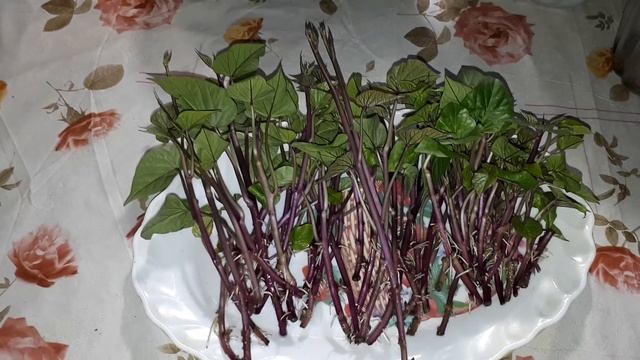 Продолжаю растить батат. Уже есть 50 саженцев батата. Часть 2. смотреть онлайн