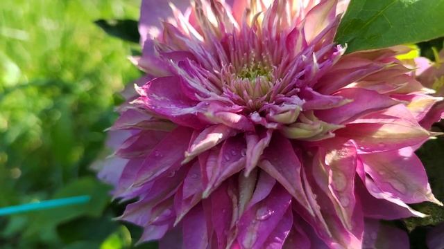 клематис Кайзер смотреть онлайн