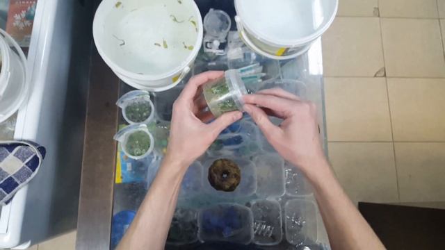 Вабикуса Меристема и Мох смотреть онлайн