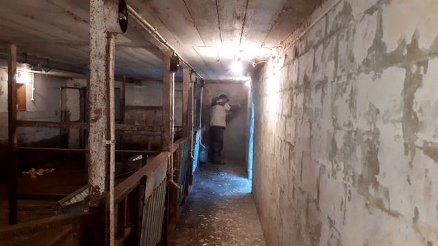 Обработка помещения для хорошего роста бычков. Зачем белить коровник? смотреть онлайн
