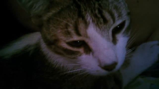 Amo gatos смотреть онлайн