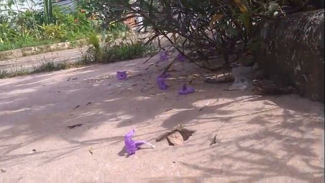 CTM BETIM CAPOEIRA AULA 38 Simbolos смотреть онлайн