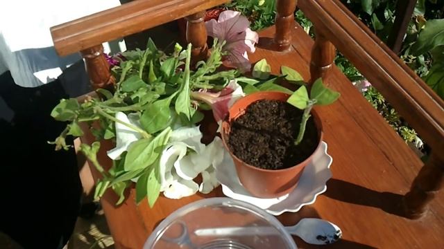 7.Пример размножения петуний сурфиний черенками