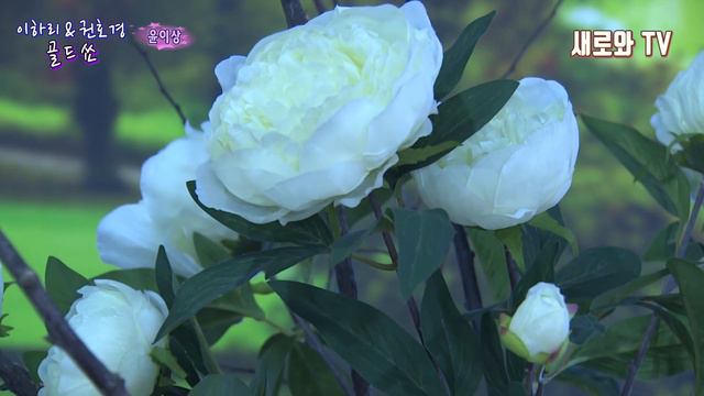윤이상- 그사람 (이하리&권호경 골드쑈)새로와 스튜디오 смотреть онлайн