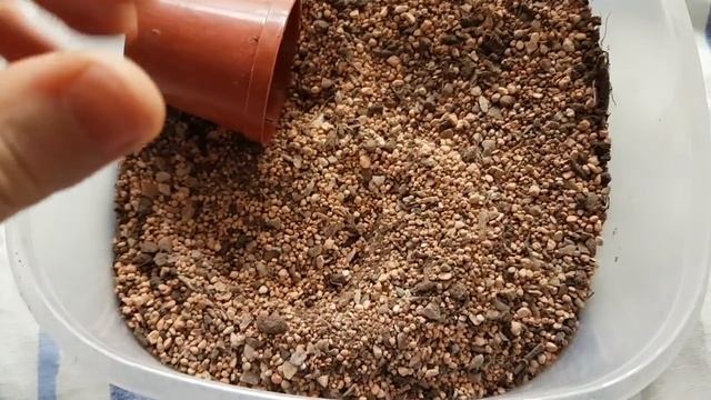 My Succulent + Cacti Soil Mix 2018 (+ Quick look at new Haworthia) смотреть онлайн