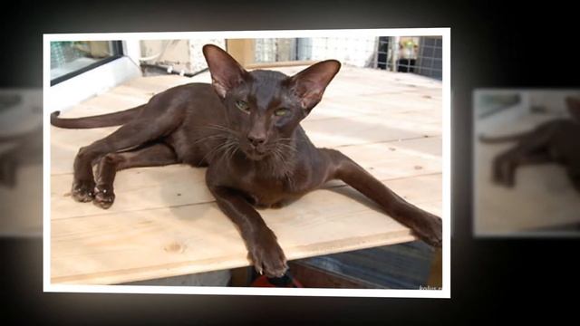 Порода кошек Гавана Браун смотреть онлайн