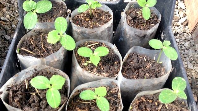 Как закалять рассаду. Как получить крепкую здоровую рассаду огурцов смотреть онлайн