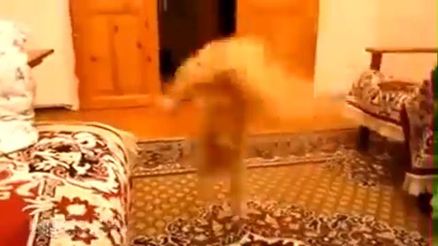 Реакция кота на звук прыжка в марио стоит посмотреть смотреть онлайн
