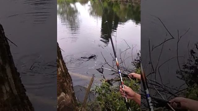 Тяну толстолоба. Летняя рыбалка Белогорья! смотреть онлайн