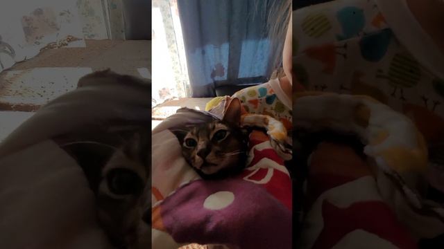 Наш любимый кот Лакки !Самый добрый #аби кот в мире 🐈❤️🤗 #абиссинская_кошка #кот #кошка #stories смотреть онлайн