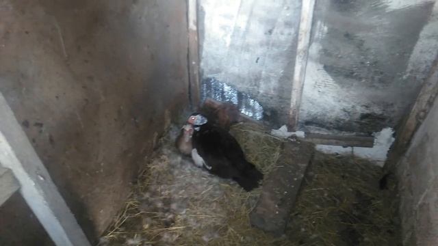 Мускусные утки кормление. смотреть онлайн