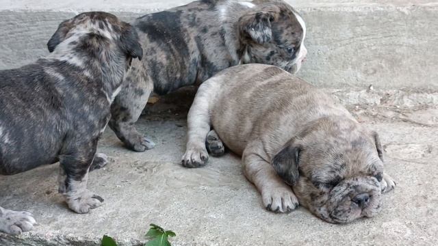 французкие бульдоги ,1 месяц/ french bulldog puppies смотреть онлайн