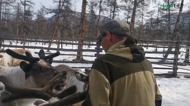Три часа из жизни оленевода Василия. Стадо. Себян- кюель. Якутия. смотреть онлайн