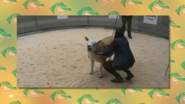 Самое Дорогое Животное в Мире — Фрэнкел смотреть онлайн